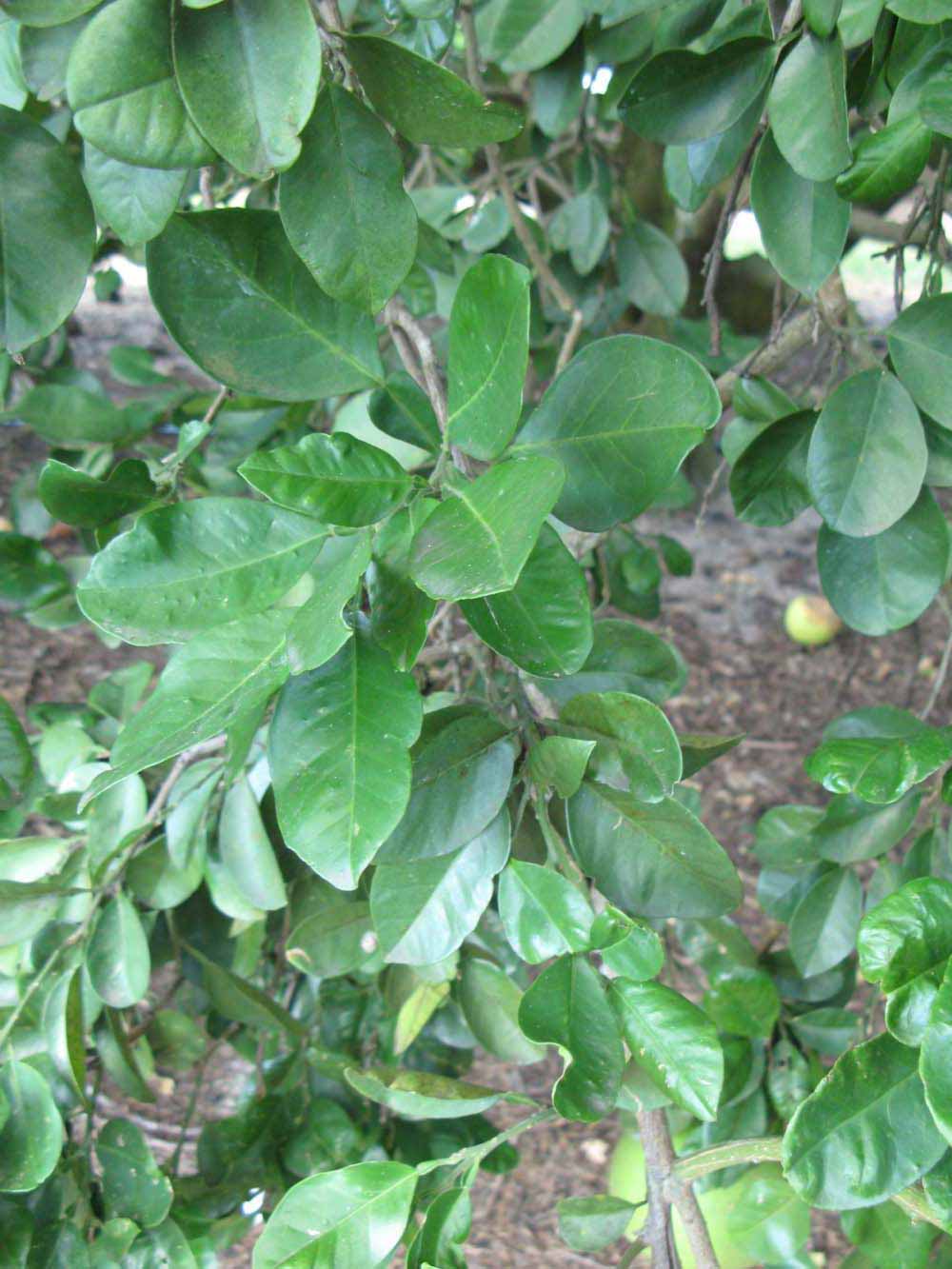              Shade leaves (Winter Haven, FL)       
